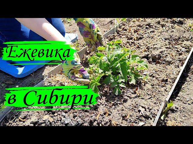 Ежевика в Сибири. Посадка