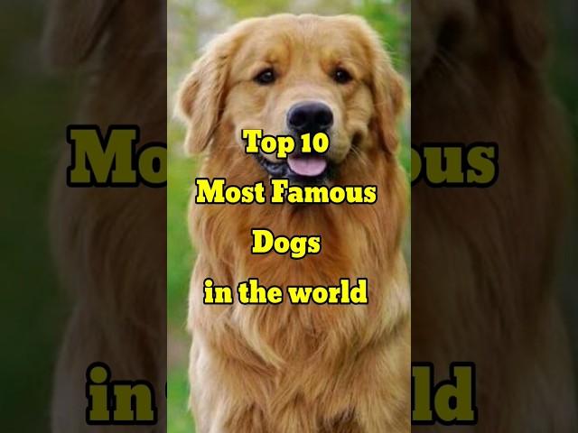 Top 10 Most Famous Dog Breeds in the world