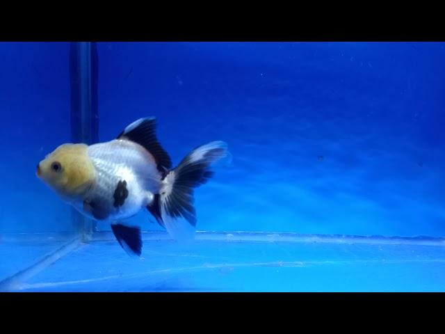 Oranda Panda Lemon Shortbody