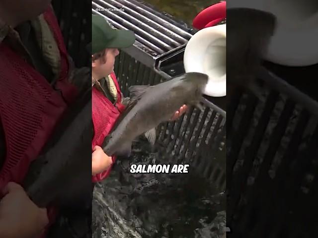 Salmon Cannon