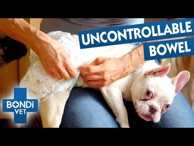 Rescue French Bulldog With Spina Bifida Is Incontinent  Coast to Coast S9 E3 | Bondi Vet