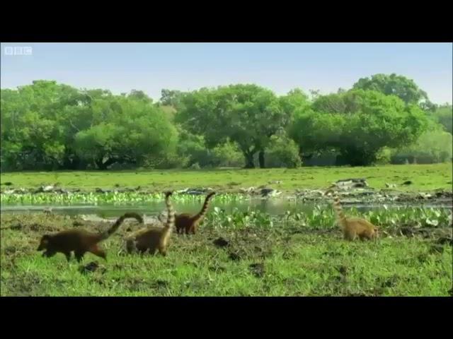 Coatis in Reverse with Jurassic Park Theme