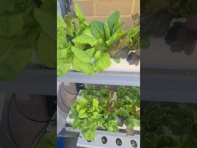 My first batch of lettuce from my Hydrophonics NFT project.  Update as of 26 Aug 2023.