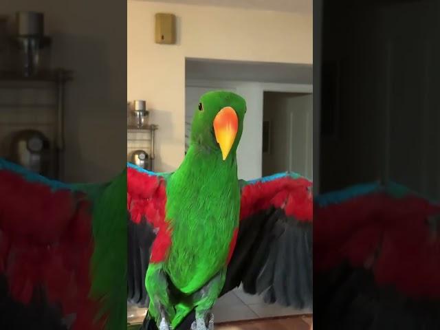 Eclectus Parrot getting extra kisses | #birdlovers