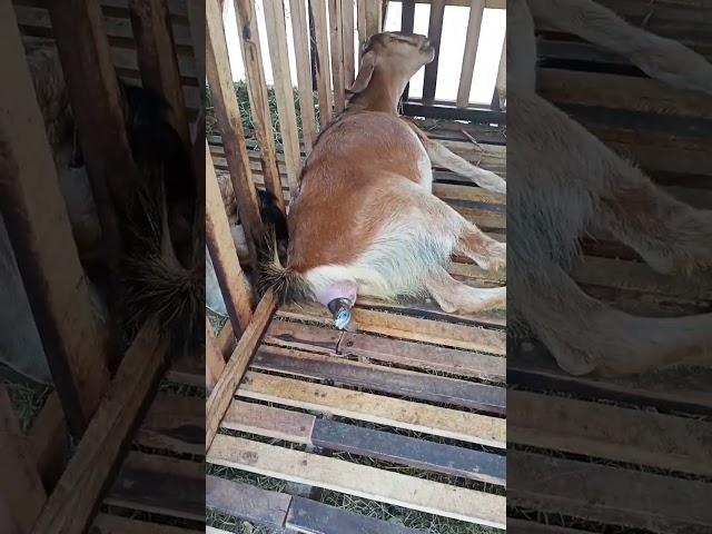 Detik_Detik Kambing Melahirkan