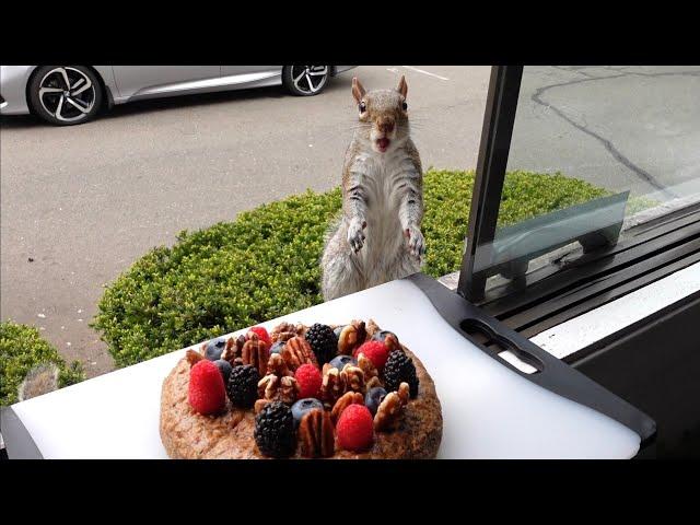 Squirrels' reactions to cake