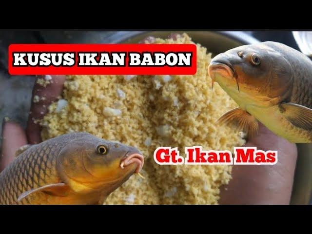 SPESIAL UMPAN GALATAMA IKAN MAS INDUK ATAU BABON || SUPER JITU