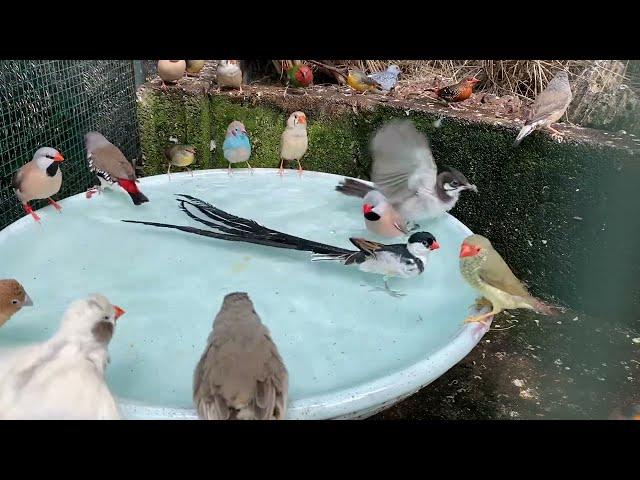 Aviary Birds Bathing 2022