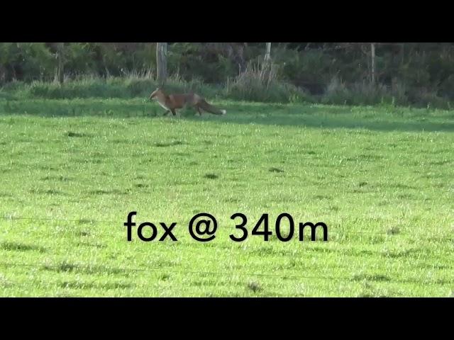 Long range fox hunting 300 win mag