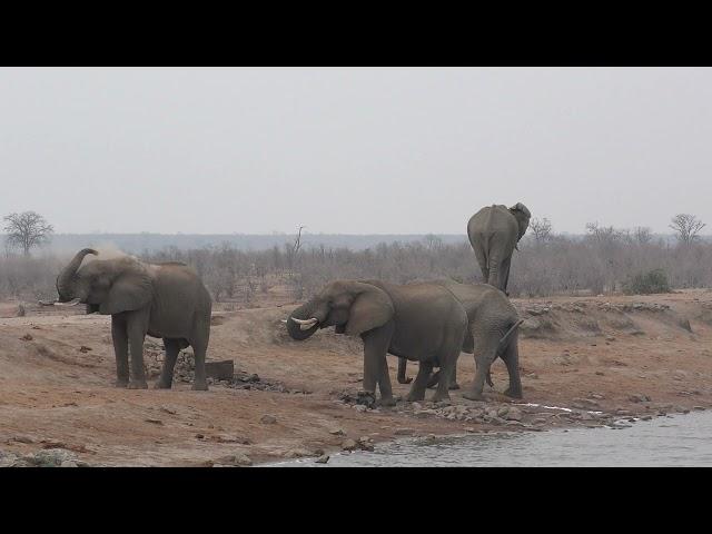 02102024 Hwange NP Detema Picknickside Elephants & Buffalos DONE