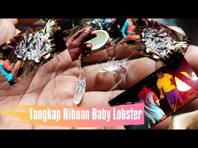 Waw!!! Begini Cara Tangkap Ribuan Baby Lobster