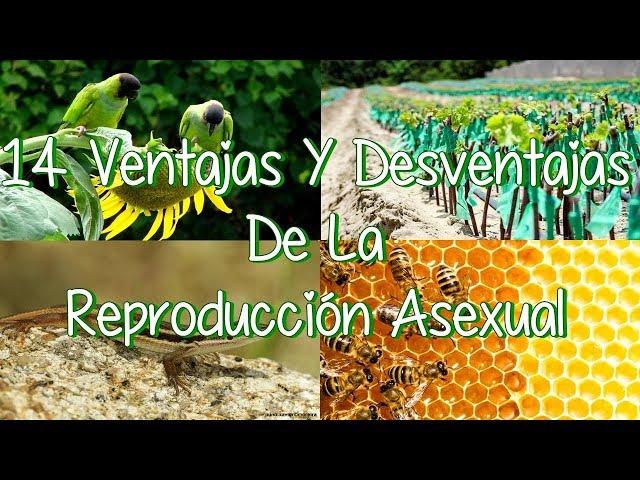 14 Ventajas Y Desventajas De La Reproducción Asexual En Plantas, Animales Y Organismos Unicelulares