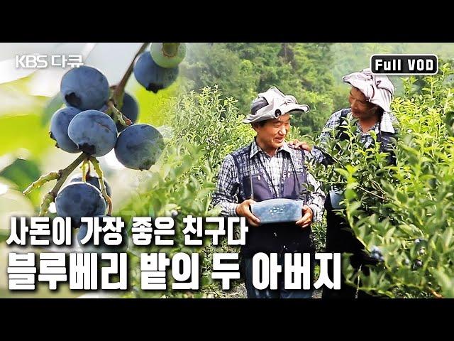 전라북도 무주, 싱그러운 블루베리 밭의 두 아버지를 모시는 며느리가 있다? (KBS 20170809 방송)