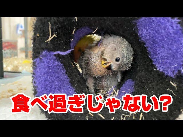 おなかがパンパン。コザクラインコ
