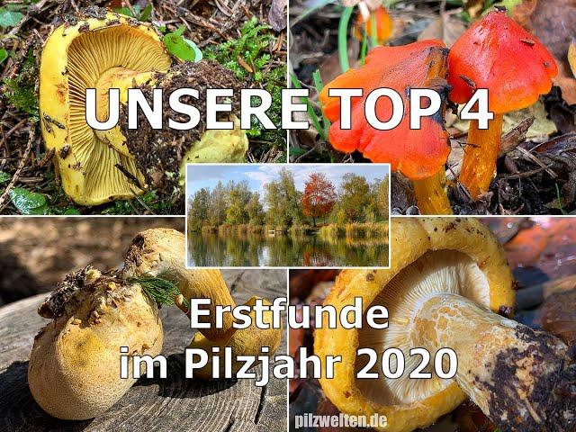 Unsere Top 4 | Erstfunde 2020 | Parasitischer Röhrling, Grubiger Milchling, Klumpfuß & Saftling