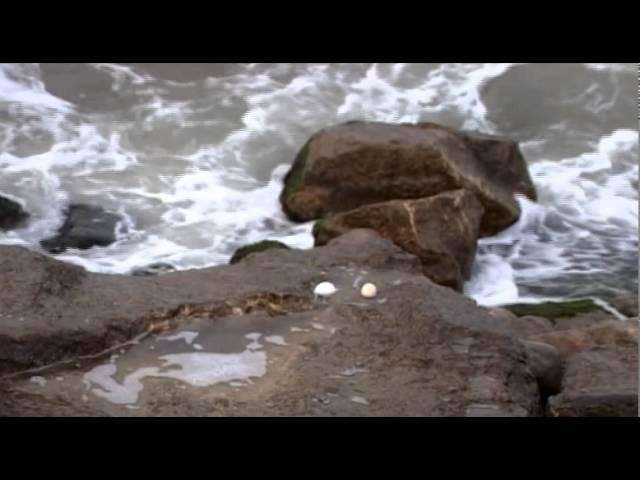 Seagull Eggs by Abbas Kiarostami