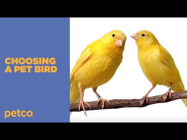 How to Choose the Best Pet Bird for You (Petco)