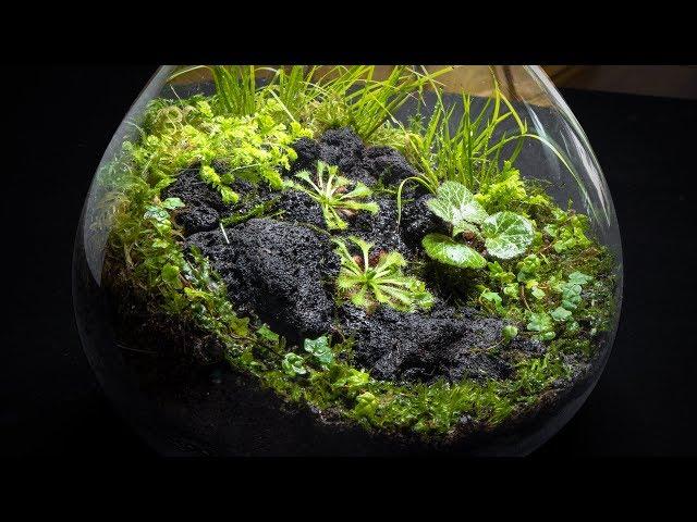 The Carnivorous Sundew Terrarium