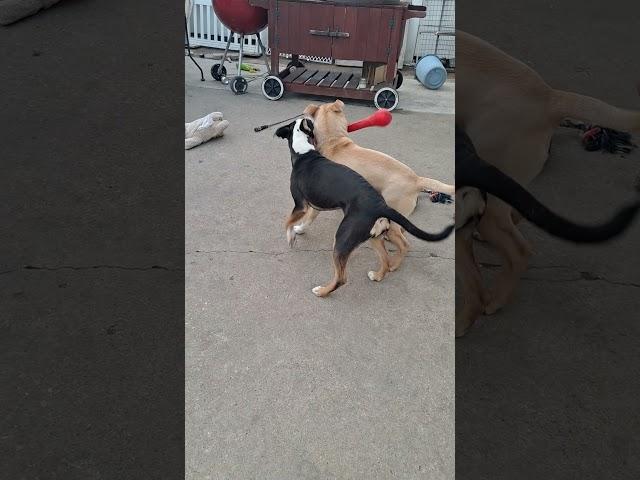 Dogs playing while I chat with my friend.