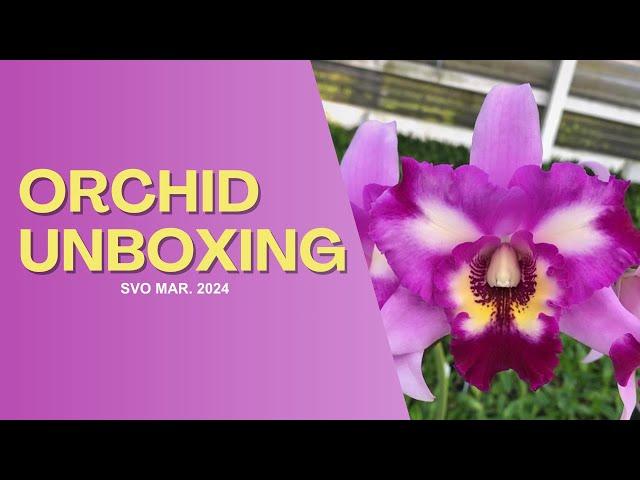 Unboxing Orchid Haul/March 2024/Sunset Valley Orchids