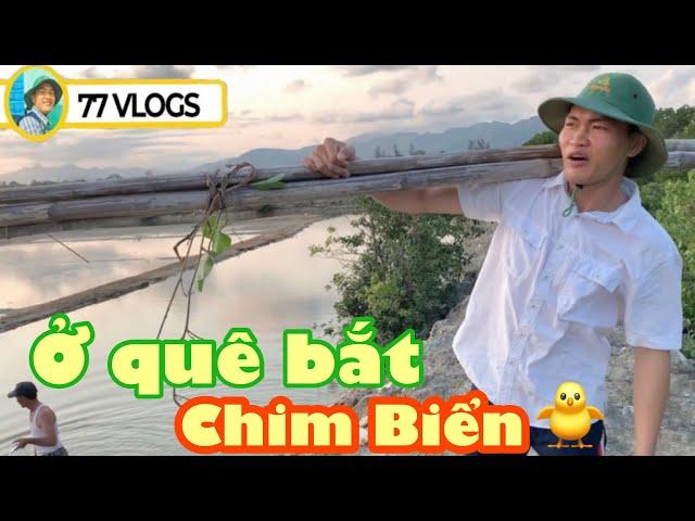 Ở Quê Đi Bắt Chim Biển và Cái Kết Bất Ngờ ( Going To Catch Sea Birds ) | 77 Vlogs