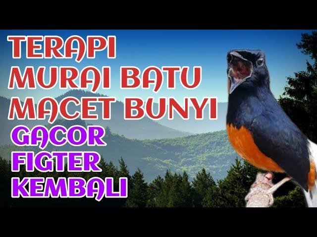 terapi murai batu macet bunyi plus pemasteran