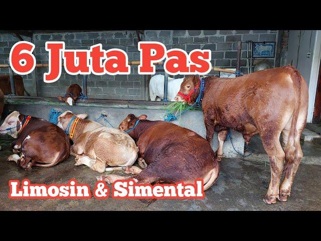 Review harga sapi Ekonomis hingga Super harga Limosin 6 juta pas