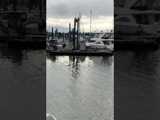 Sea plane docking Comox harbour #rehab #vancouverisland