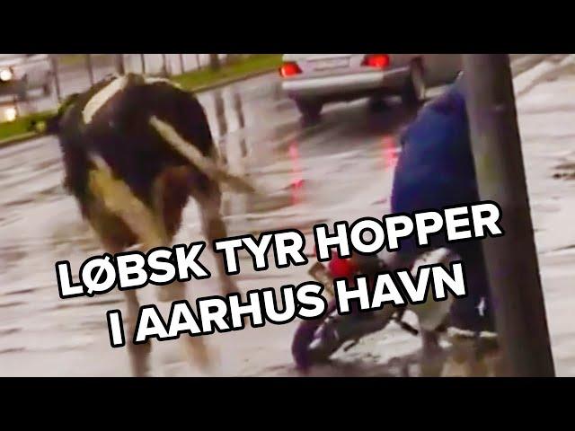 Løbsk tyr flygter gennem Aarhus og hopper i havnen