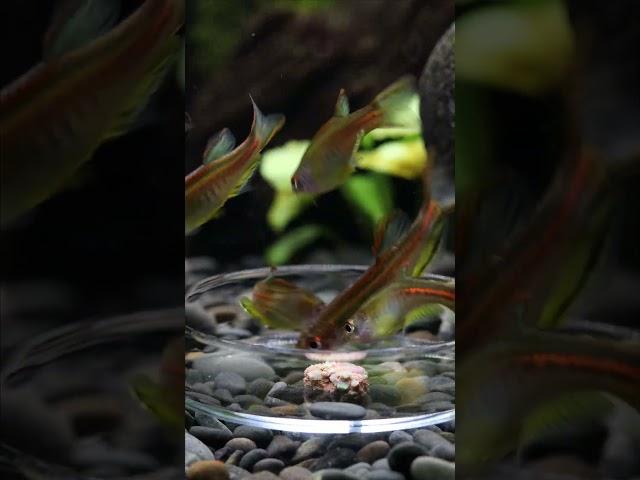 Fische füttern im Aquarium | FISCHMEDIA