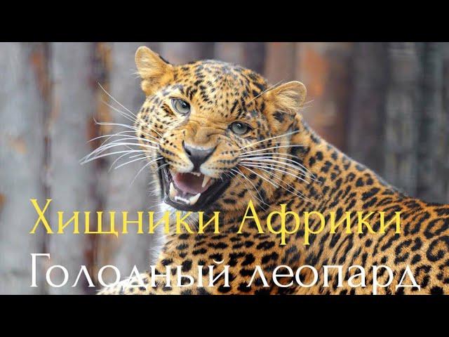 Охотники Африки.Голодный леопард.