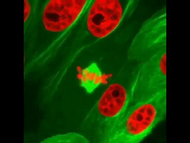 Fluorescent microscopy showing cells in mitosis