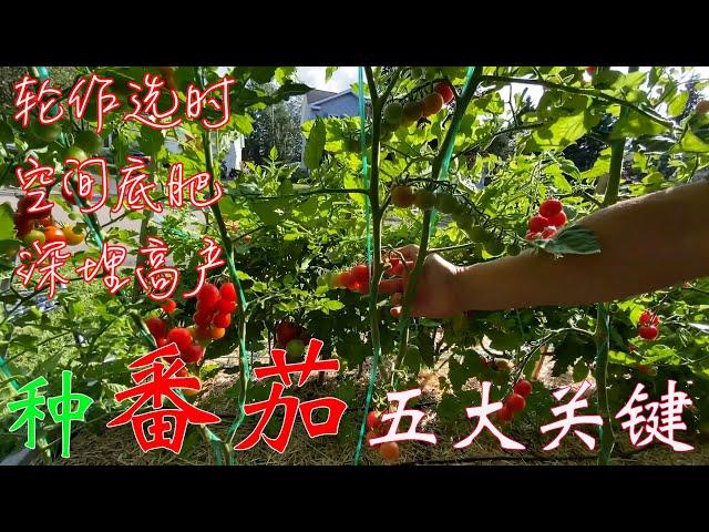 【渔耕笔记】种番茄 | 西红柿高产种植 五大最关键种植细节 Tomato Top 5 Growing Tips