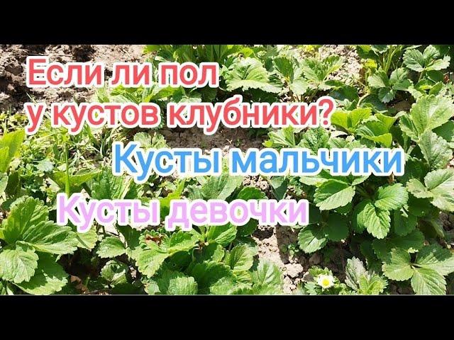 Почему кусты клубники не цветут в первый год? Мужские и женские кусты у клубники- правда или миф?