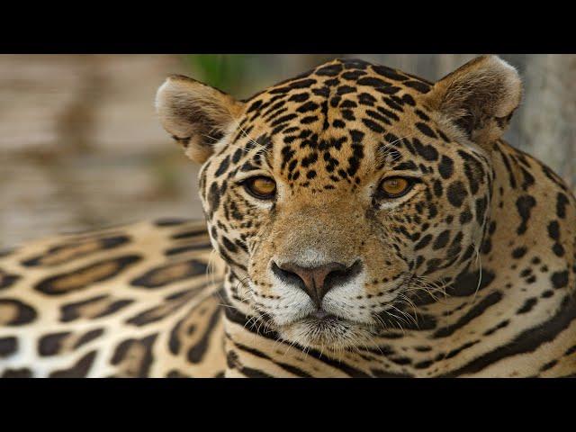 Jaguar - The Largest Big Cat In South America / Documentary