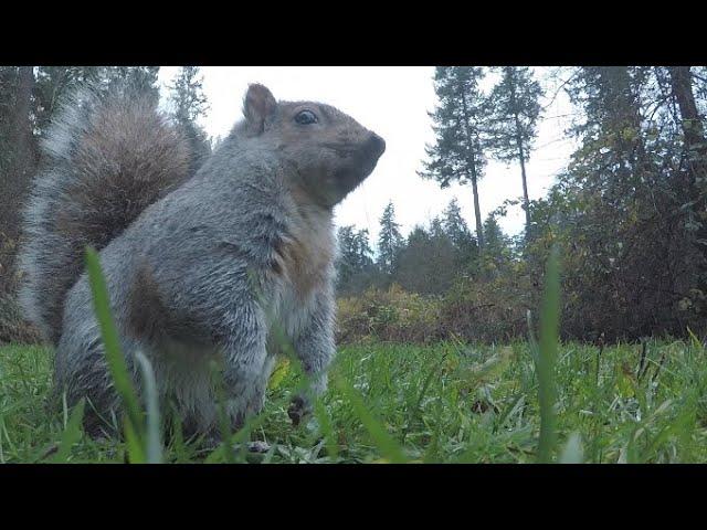 Filming Squirrels Close-Up