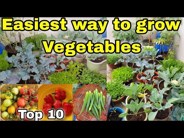 Top 10 VEGETABLES to grow at Home