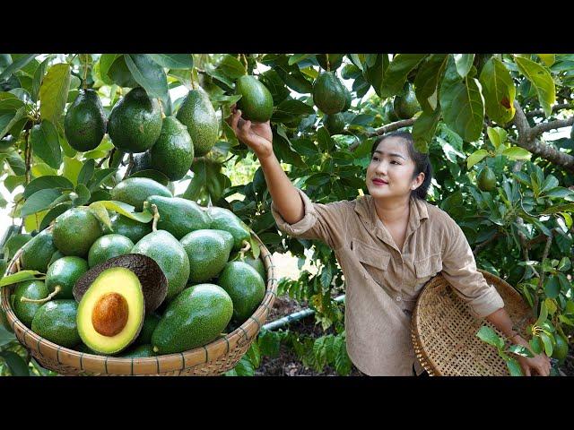 Avocado season in my village - Harvest avocado and cooking - Countryside life TV