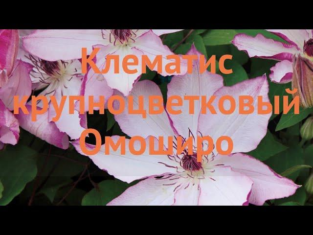 Клематис крупноцветковый Омоширо (clematis omoshiro)  обзор: как сажать, саженцы клематиса Омоширо
