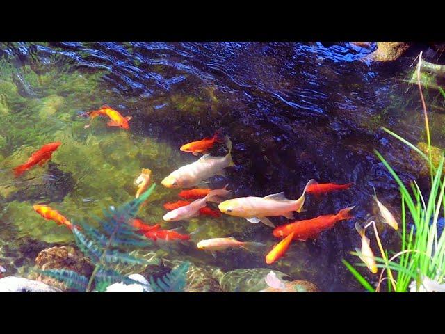 Pond with fish in backyard. #birdnoises #backyardsounds