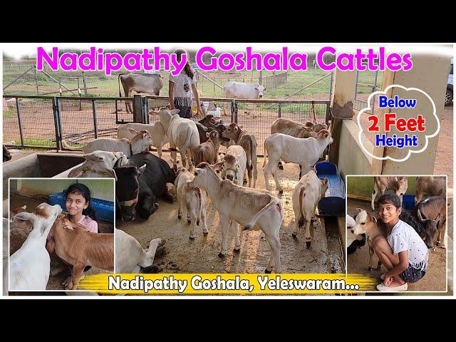 Micro & mini cows in our farm | Nadipathy goshala | #miniature #trending #tiktok #viral #youtube #yt