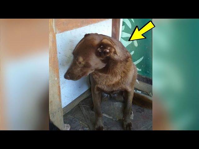 Der Hund war seit 2 Jahren im Tierheim, plötzlich roch er einen vertrauten Geruch!