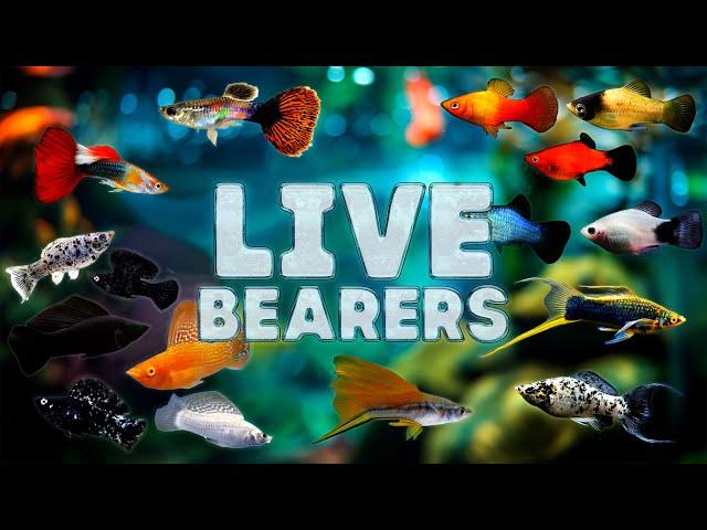 Popular Livebearing fish and how to tell if they are Thriving or Dying!