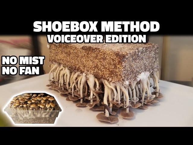 Grow Mushrooms at Home with the Shoebox Tek (Voiceover)