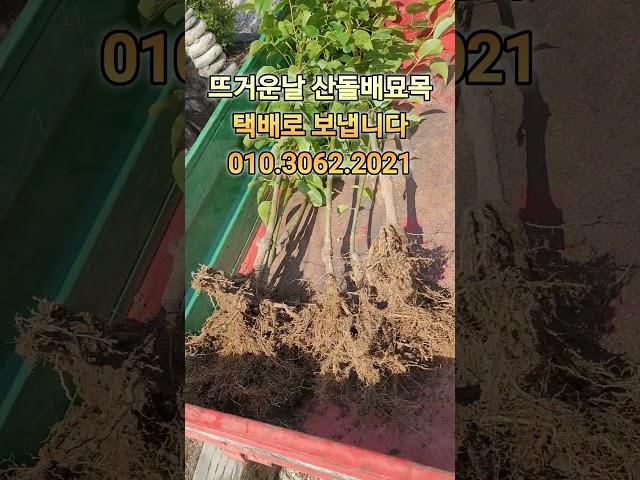 돌배묘목/돌배나무 분양 #돌배효능