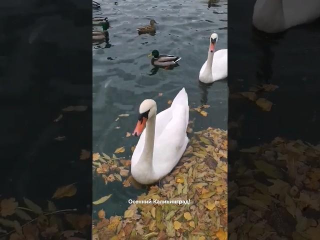 В этом городе самая красивая осень!