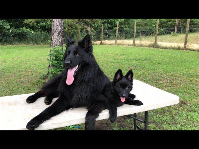 Solid black German Shepherd puppy for sale