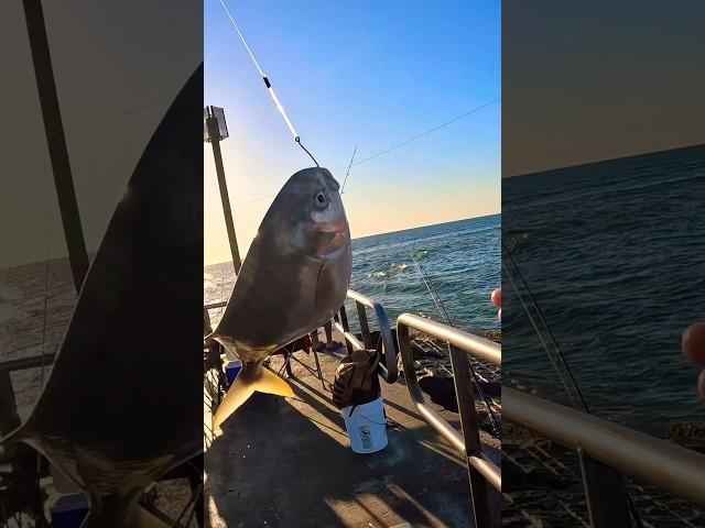 Pompano Jetty Fishing Packery Channel, Corpus Christi TX 