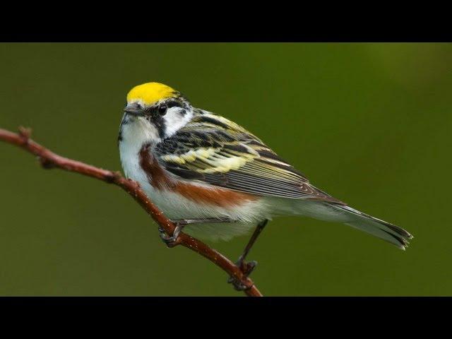 Birding Warblers