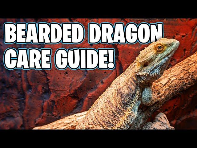 Bearded Dragon Care - Beginners Guide